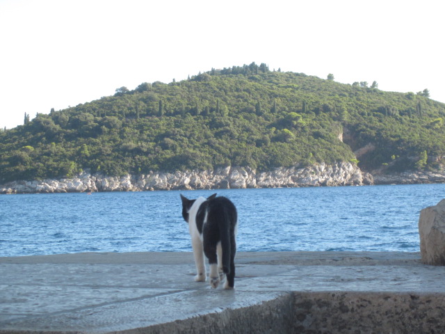 Where Argentina was full of dogs, Dubrovnik was full of stray cats...all over town!
