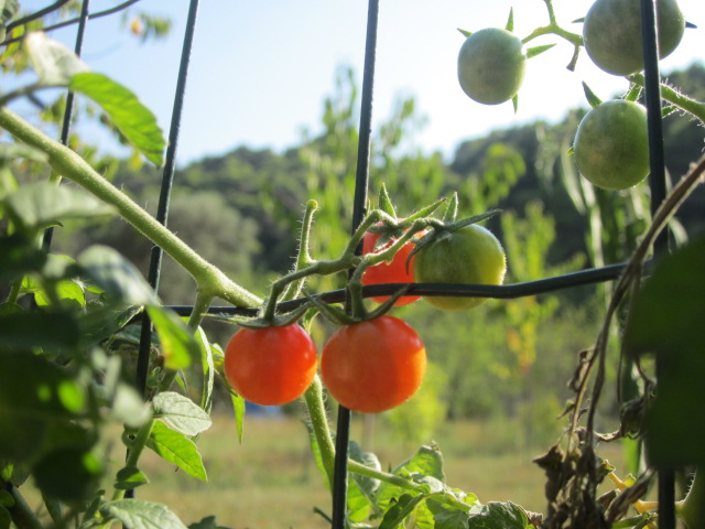 The most perfect looking tomatoes...so tempted to pick one but didn't want to get kicked off the island