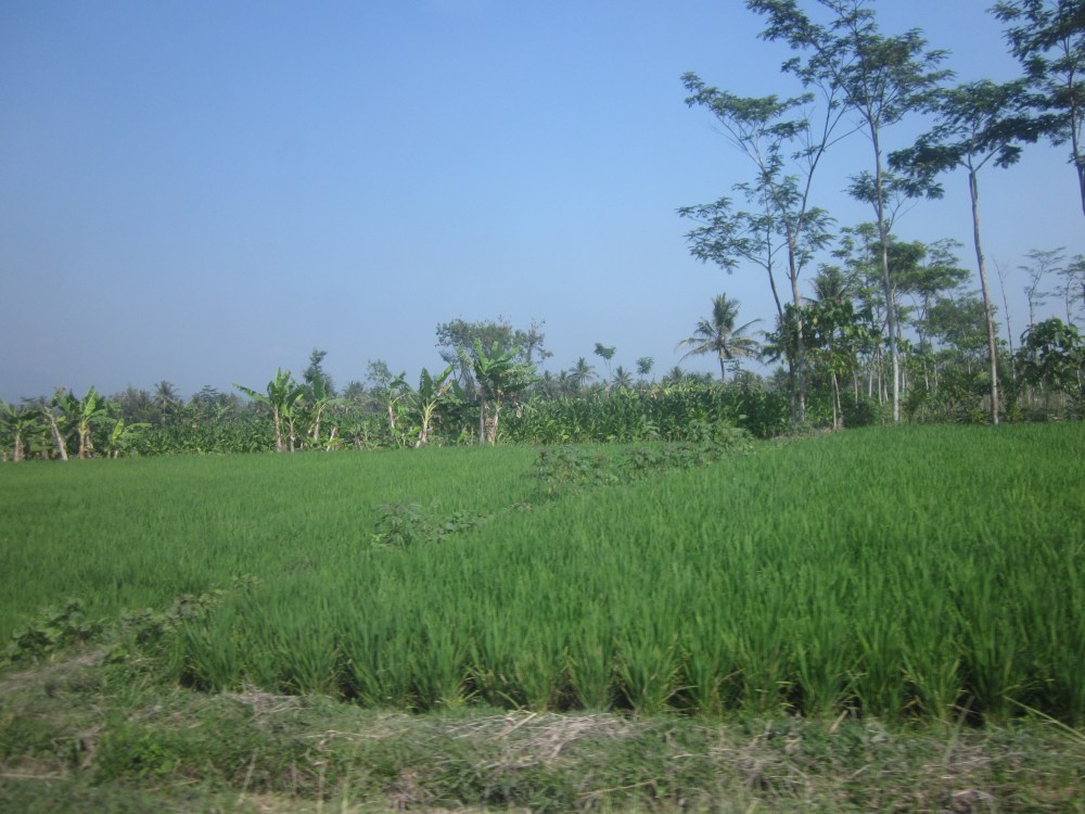 Rice Paddies En Route to Yogyakarta