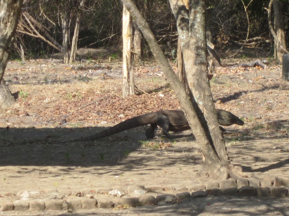 Komodo On the Move