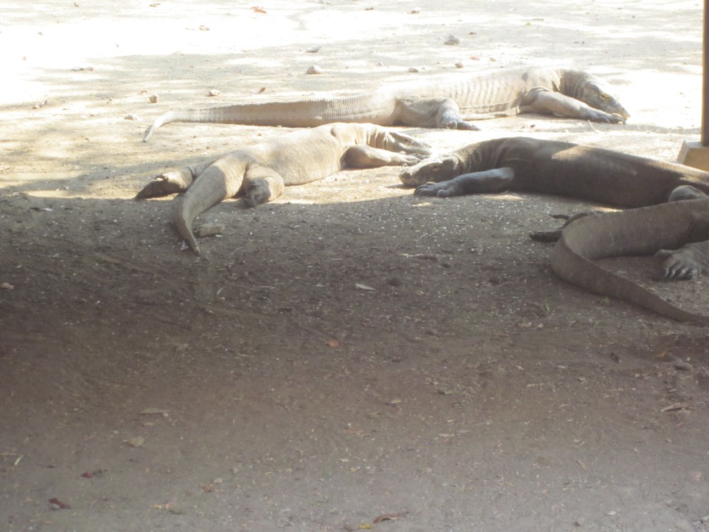 Lazy Komodos