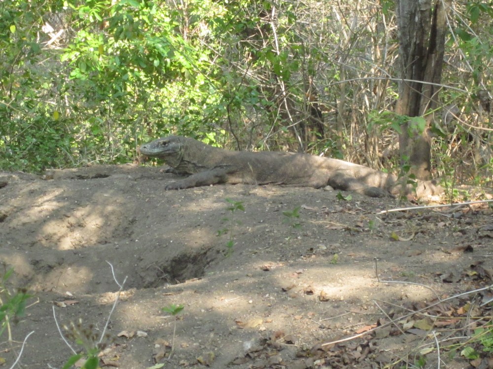 Mama Komodo