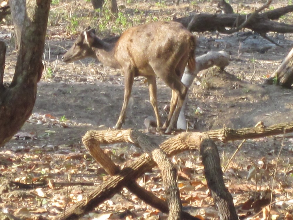 Wild deer