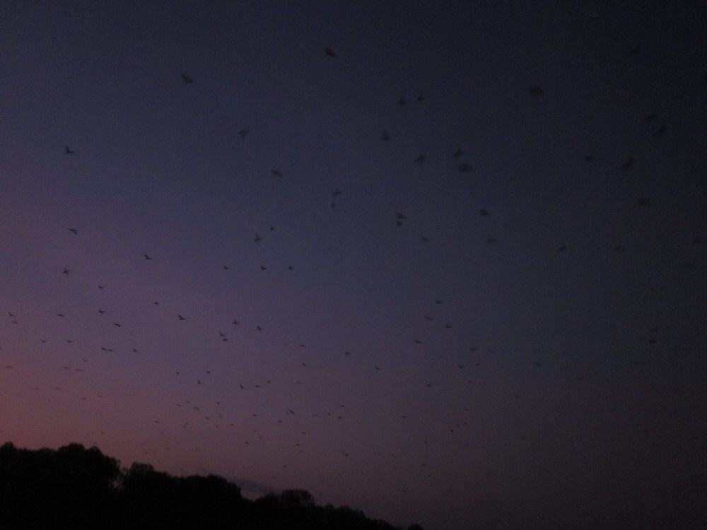 Flying foxes