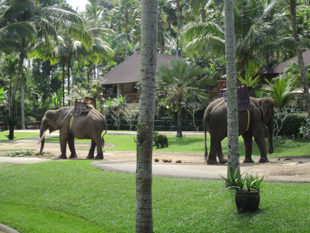 Elephant Safari Park