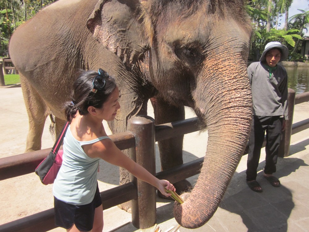 Elephant Feeding