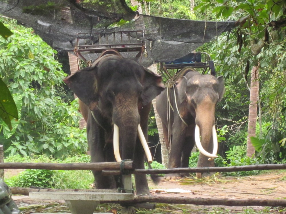 Na Muang Elephants