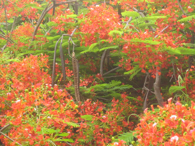 Some cool bean pods in a very pretty tree hanging over my balcony (anyone know what this is??)