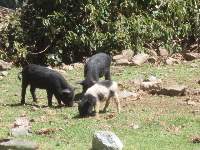 Piglets hanging out in one of the villages we passed through