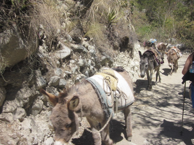 The only day we saw donkeys since they weren't allowed once we got to the real Inca Trail
