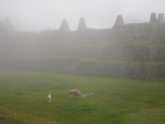 Llamas grazing