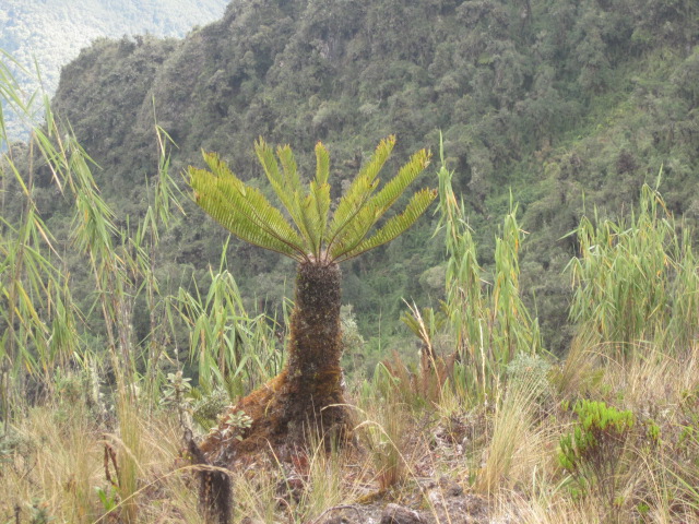 One minute it was cacti, another minute it was palm trees
