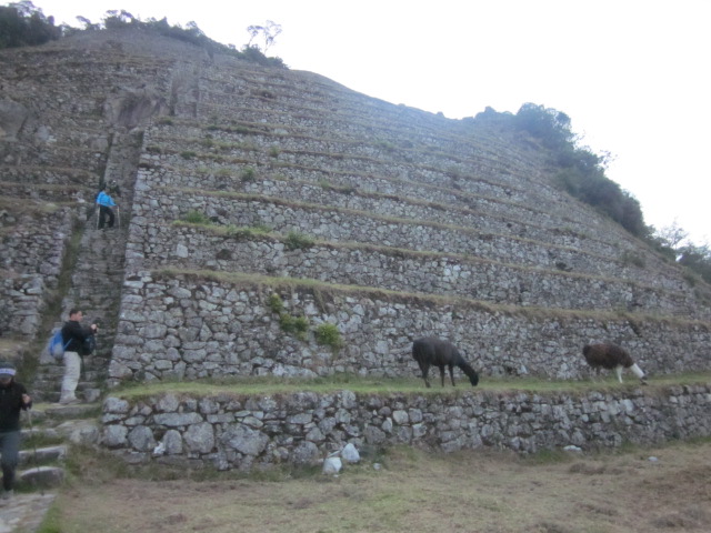 More shots of Winay Wayna, one of the coolest sites we saw on the trek