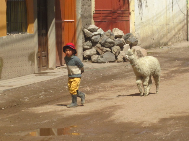 Little boy and his llama