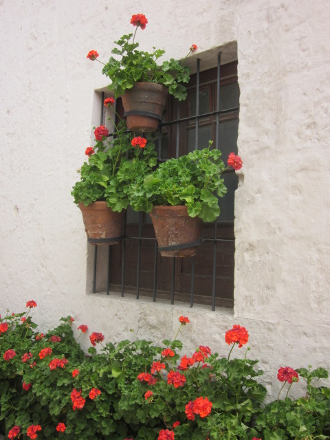 Geraniums hanging in the window