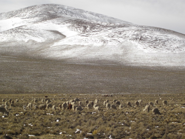 Ecological reserve with llamas, alpacas, and vicunas openly grazing