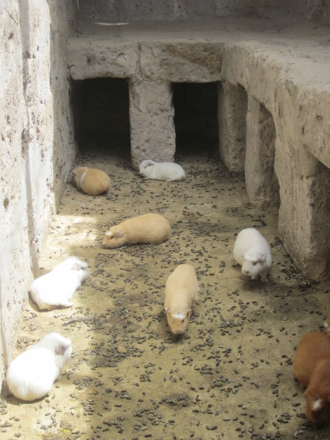 Little guinea pig, or cuy, den found inside a former apartment unit