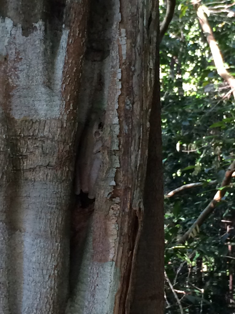 A rather large tree frog