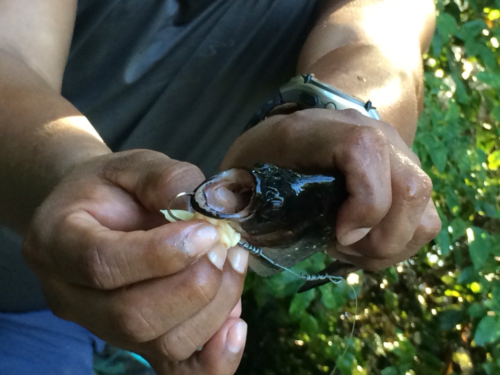 Taking a closer look at the piranha's sharp teeth.  Makes me never want to set foot in the river.