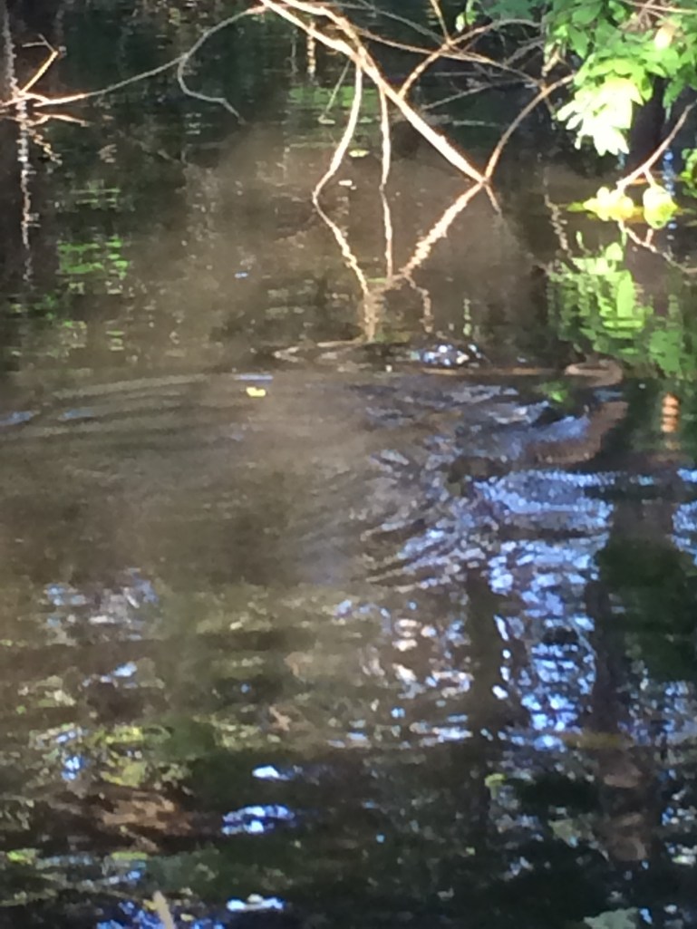 ...while successfully missing our boat (whew!)