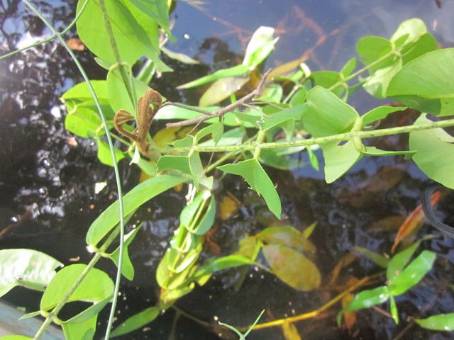 Can you spot the stick insect?