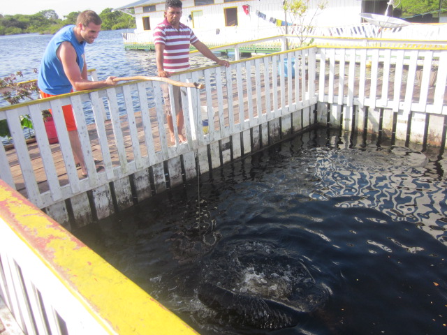 "Fishing" for the giant pirarucu