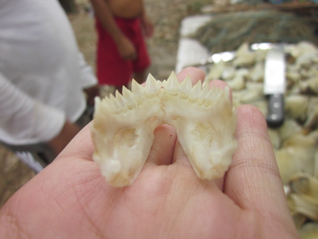 And an even closer look at the piranha's jaw