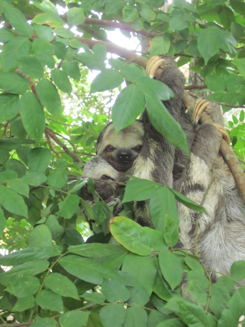 Mama and baby sloth hanging in a lower hanging tree