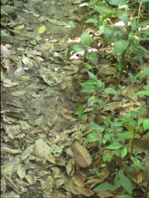 Can you see the snake?  Neither could we without Tarzan's help (scary thought).