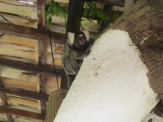 Scary monkey friend joining us at breakfast